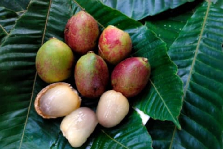 Kaya Nutrisi, Ini Manfaat Buah Matoa untuk Ibu Hamil