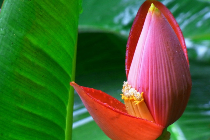 Manfaat Jantung  Pisang  untuk Kesehatan Bisa  Tingkatkan 