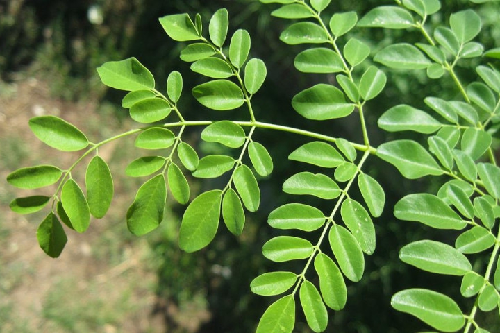 Tidak Hanya Melancarkan ASI, Ini Manfaat Daun Kelor untuk Kesehatan