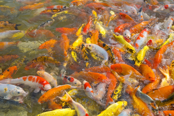 Arti Mimpi Melihat Ikan Banyak, Apakah Tanda Datangnya Kebaikan?