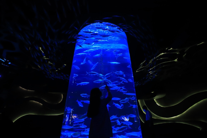 Rayakan Dirgahayu RI ke-79 dengan Pengalaman Unik: Menyanyi dan Panjat Pinang dalam Air