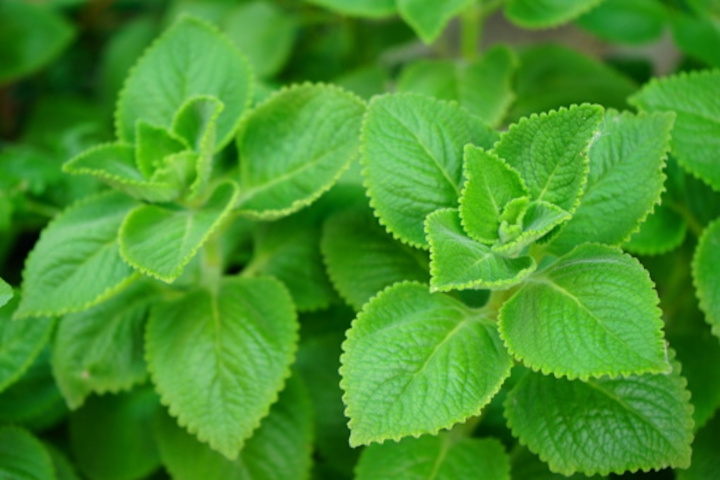 Begini Cara Mengolah Daun Bangun-Bangun untuk Asam Lambung