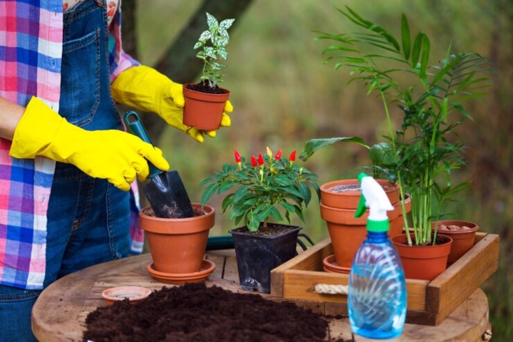 Ini Tips Kreatif Berkebun di Ruang Kecil