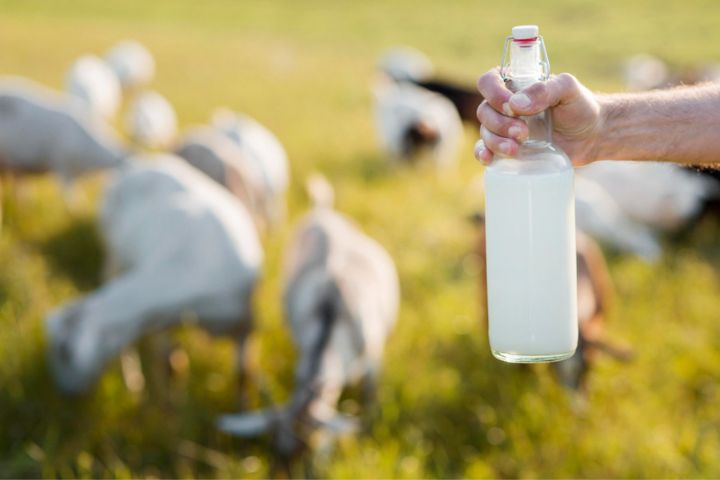 Jaga Kesehatan Tulang dan Sendi dengan Konsumsi Susu Kambing