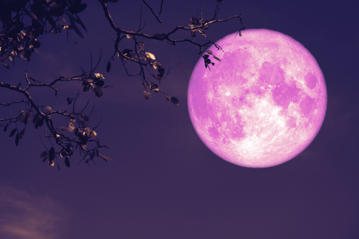 Apa Itu Pink Moon? Ini Penjelasan Ilmiah dan Dampaknya bagi Manusia