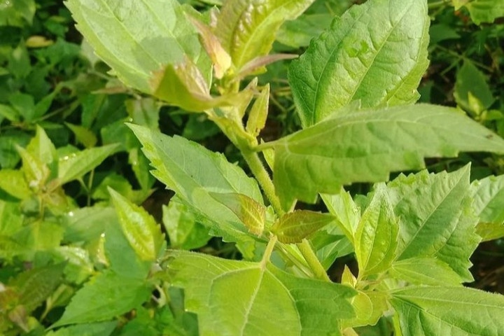 5 Manfaat Daun Balakacida untuk Kesehatan Tubuh