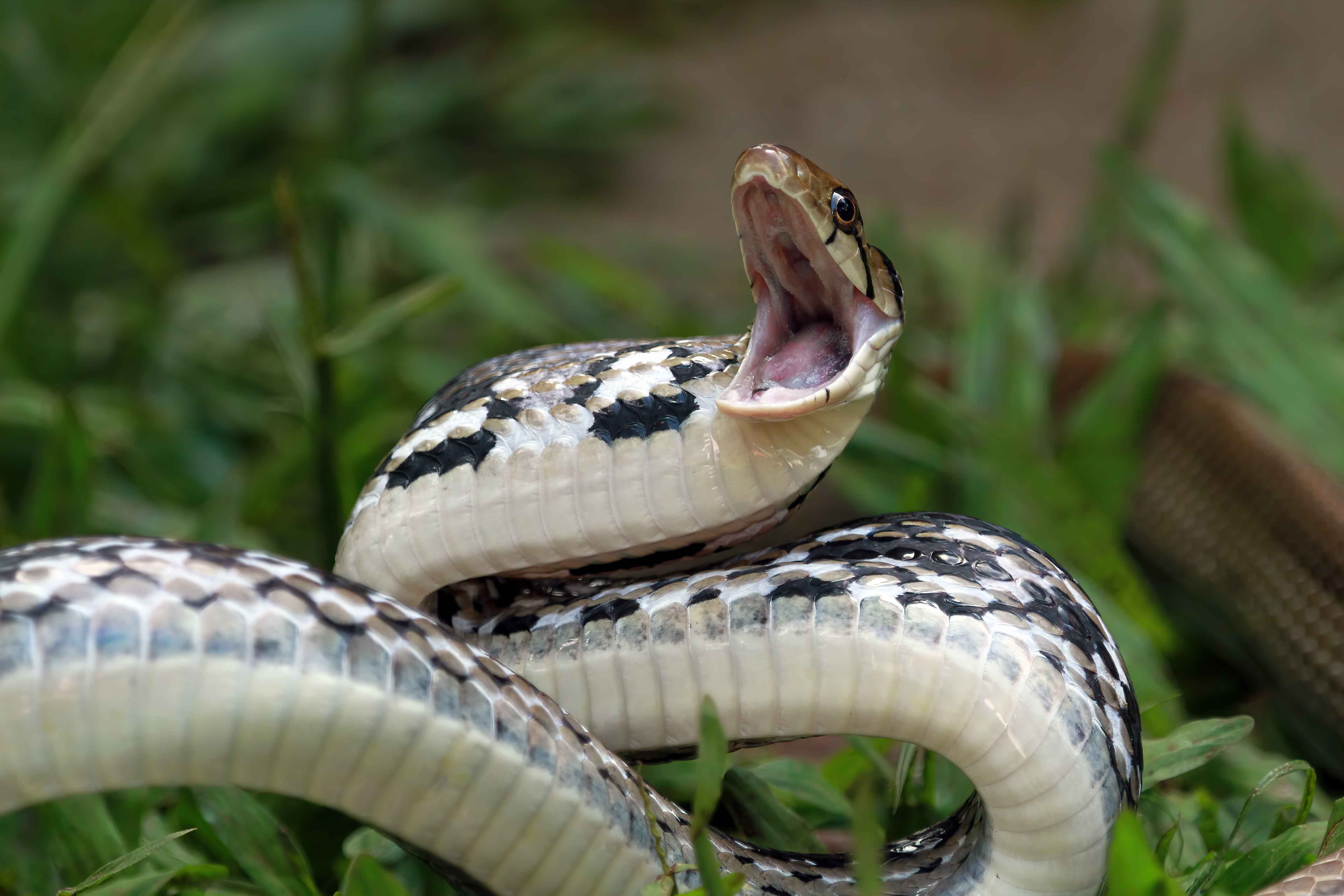 Arti Mimpi Ular Besar dan Panjang, Apakah Pertanda Buruk?