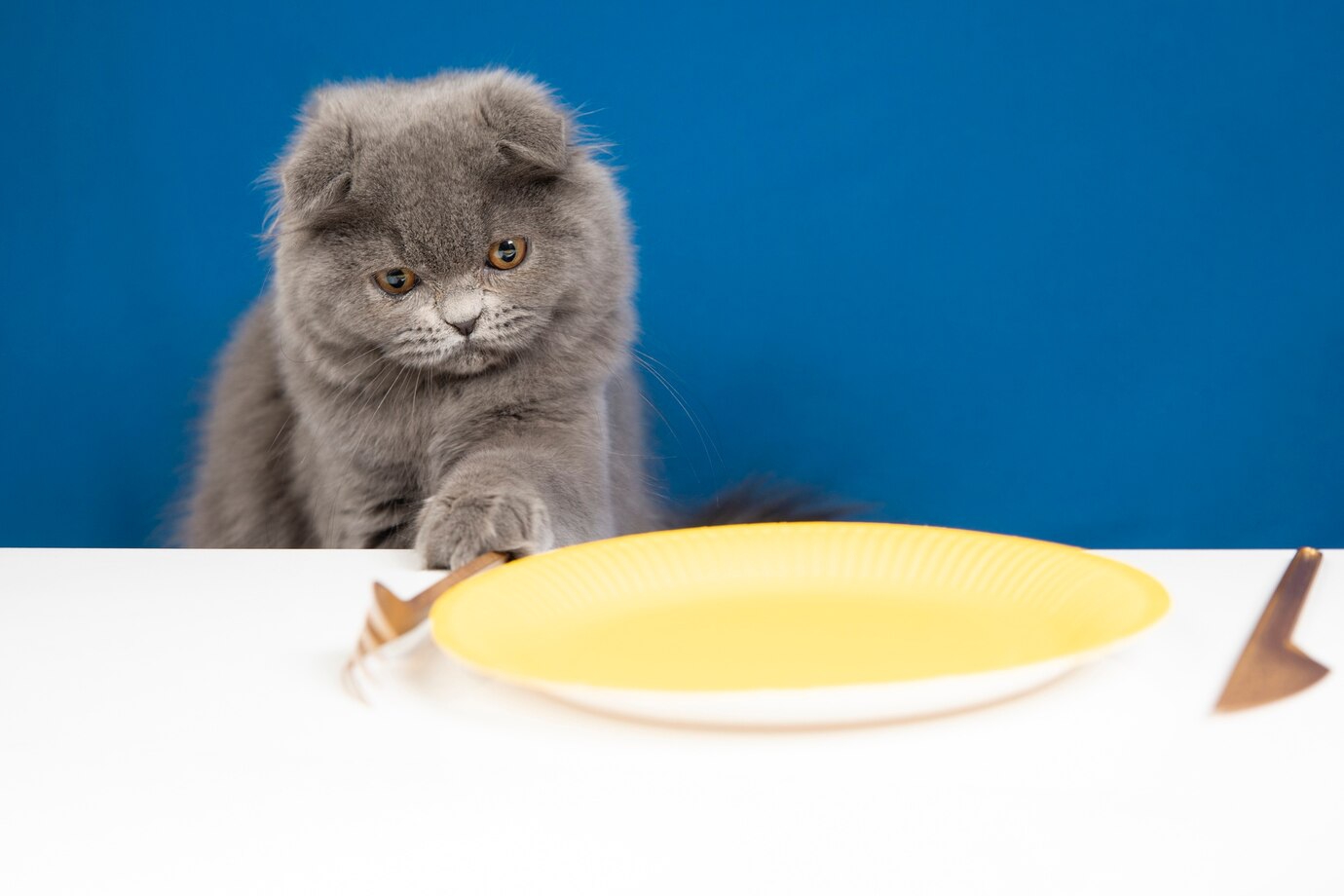 Cara Memilih Makanan yang Tepat untuk Kucing Peliharaan