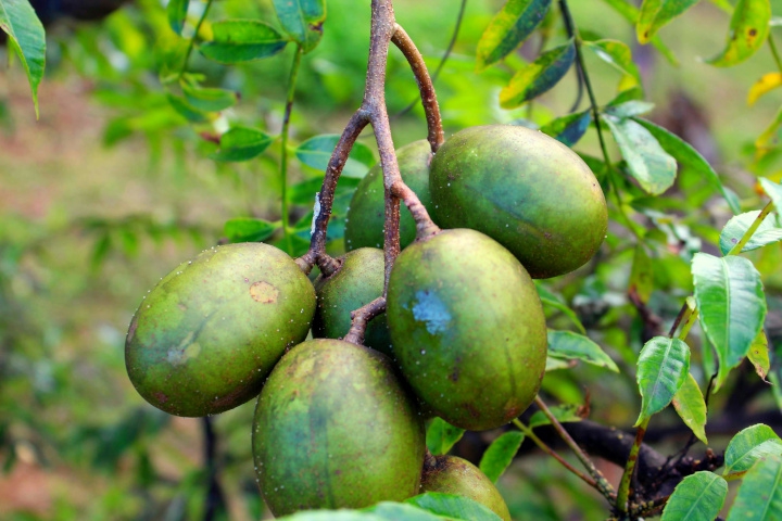 7 Manfaat Buah Kedondong untuk Ibu Hamil
