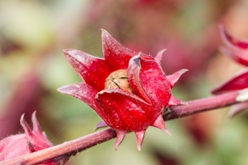 Kehebatan Tanaman Rosella