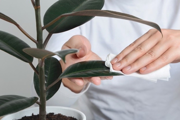 5 Trik Ampuh untuk Membuat Daun Tanaman Hias Mengilap