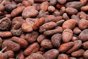 Ragam Kandungan Buah Kakao