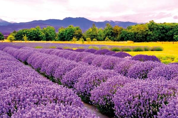 Panen Lavender di Provence, Perancis