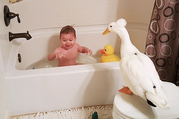 Lucunya Bayi Ini Bersahabat dengan Bebek! 