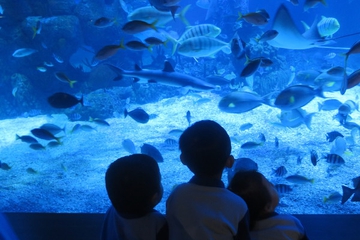 Serunya Perayaan HUT M&B ke-13 di Jakarta Aquarium