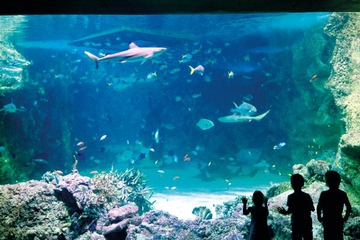 Liburan Edukatif Bersama Anak di SEA LIFE Australia