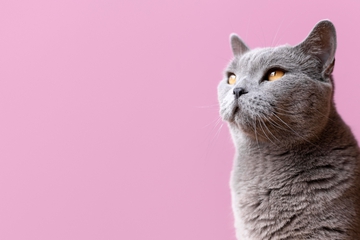 Rekomendasi Nama Kucing Peliharaan yang Menggemaskan