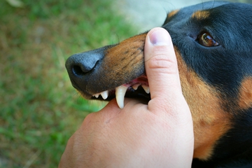 Terinfeksi Rabies Pasti Tewas? Ketahui 10 Faktanya, Moms!