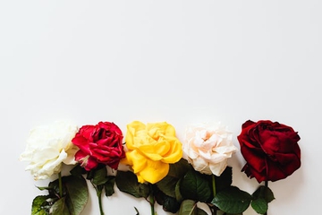 7 Arti Bunga Mawar Berdasarkan Warna, Mana yang Jadi Favorit Moms?