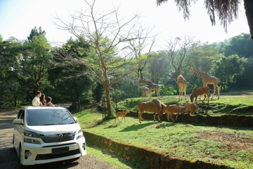 Taman Safari Indonesia Terpilih Menjadi Salah Satu Destinasi Wisata Terpopuler Indonesia 2024
