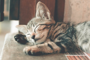 Ikuti 6 Panduan Ini untuk Merawat Kucing Peliharaan