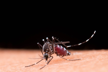 Waspada Gejala DBD pada Anak 2 Tahun, Ini Penanganan yang Tepat