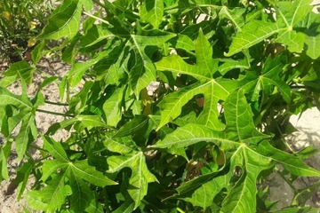 Daun Pepaya Jepang, Apakah Berbahaya?