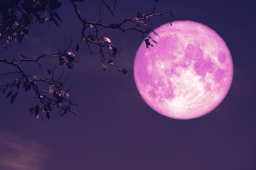 Apa Itu Pink Moon? Ini Penjelasan Ilmiah dan Dampaknya bagi Manusia