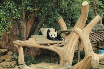 Taman Safari Indonesia Jalankan Inseminasi Panda Raksasa