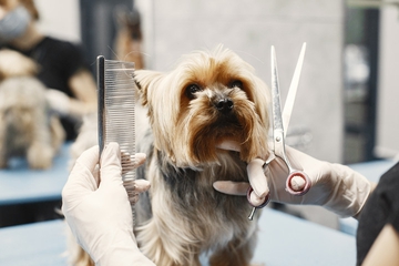6 Rekomendasi House Call Grooming Pet untuk Anabul Anda