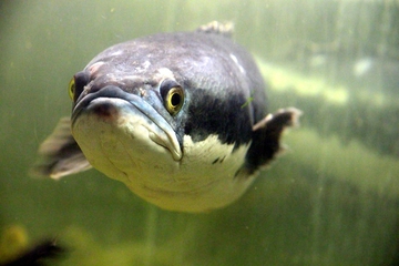 5 Manfaat Mengonsumsi Ikan Gabus untuk Kesehatan Keluarga