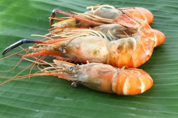 Konsumsi 'Seafood' saat Hamil
