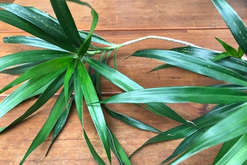 Punya Aroma Khas, Ini 8 Manfaat Daun Suji untuk Kesehatan