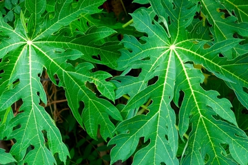 Manfaat Daun Pepaya untuk Kesehatan Tubuh Kita