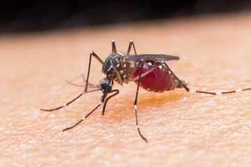 Mewaspadai Serangan Wabah Demam Berdarah Dengue (DBD)