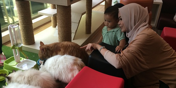 Bersantai di Kafe Kucing