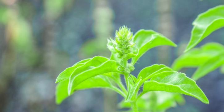 Atasi Kolik Bayi Dengan Daun Kemangi
