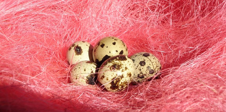Khasiat Telur Puyuh