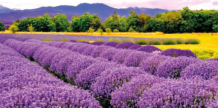 Panen Lavender di Provence, Perancis