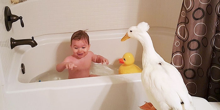 Lucunya Bayi Ini Bersahabat dengan Bebek! 