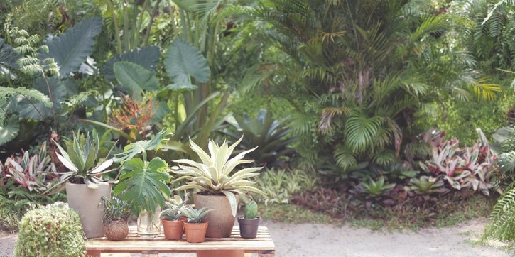 Suka Tanaman Hias? Yuk, Ikutan Urban Jungle, Moms!