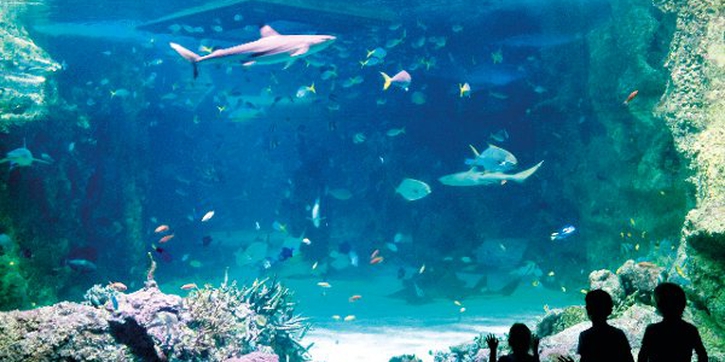 Liburan Edukatif Bersama Anak di SEA LIFE Australia