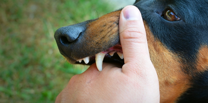 Terinfeksi Rabies Pasti Tewas? Ketahui 10 Faktanya, Moms!