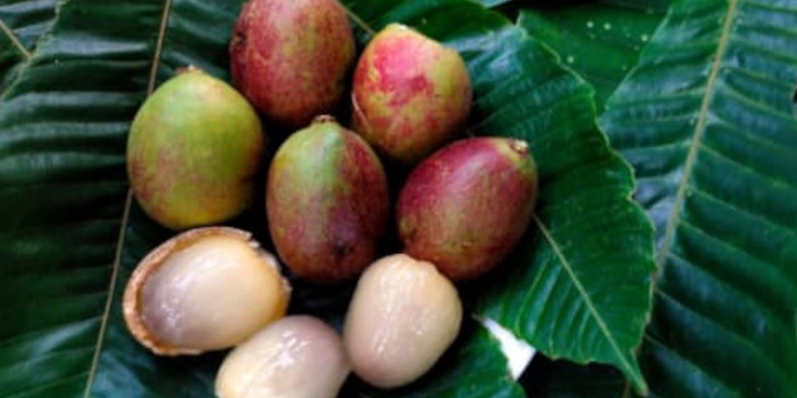 Kaya Nutrisi, Ini Manfaat Buah Matoa untuk Ibu Hamil