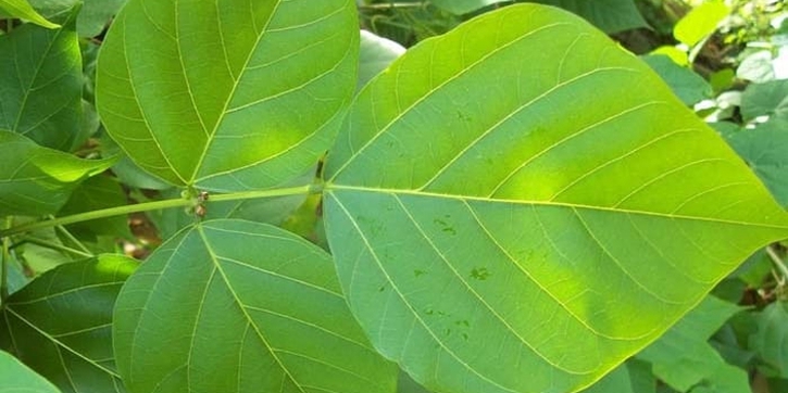 Jarang Diketahui, Ini Beragam Manfaat Daun Dadap Serep