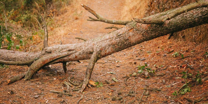 Mimpi Melihat Pohon Tumbang, Pertanda Ujian untuk Keluarga?