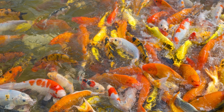 Arti Mimpi Melihat Ikan Banyak, Apakah Tanda Datangnya Kebaikan?