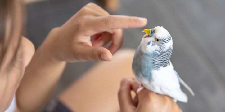 Ini Arti Mimpi Menangkap Burung dengan Tangan