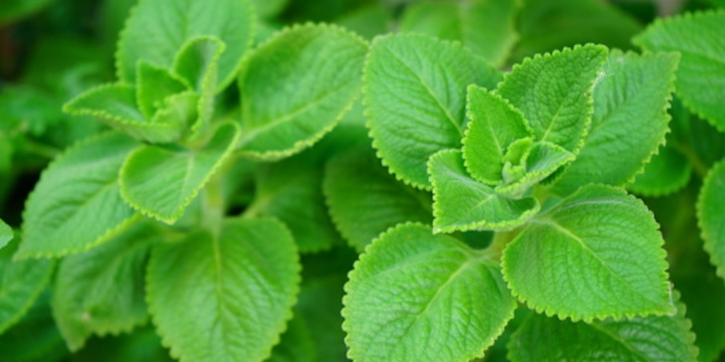Begini Cara Mengolah Daun Bangun-Bangun untuk Asam Lambung