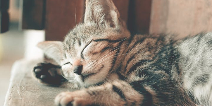 Ikuti 6 Panduan Ini untuk Merawat Kucing Peliharaan